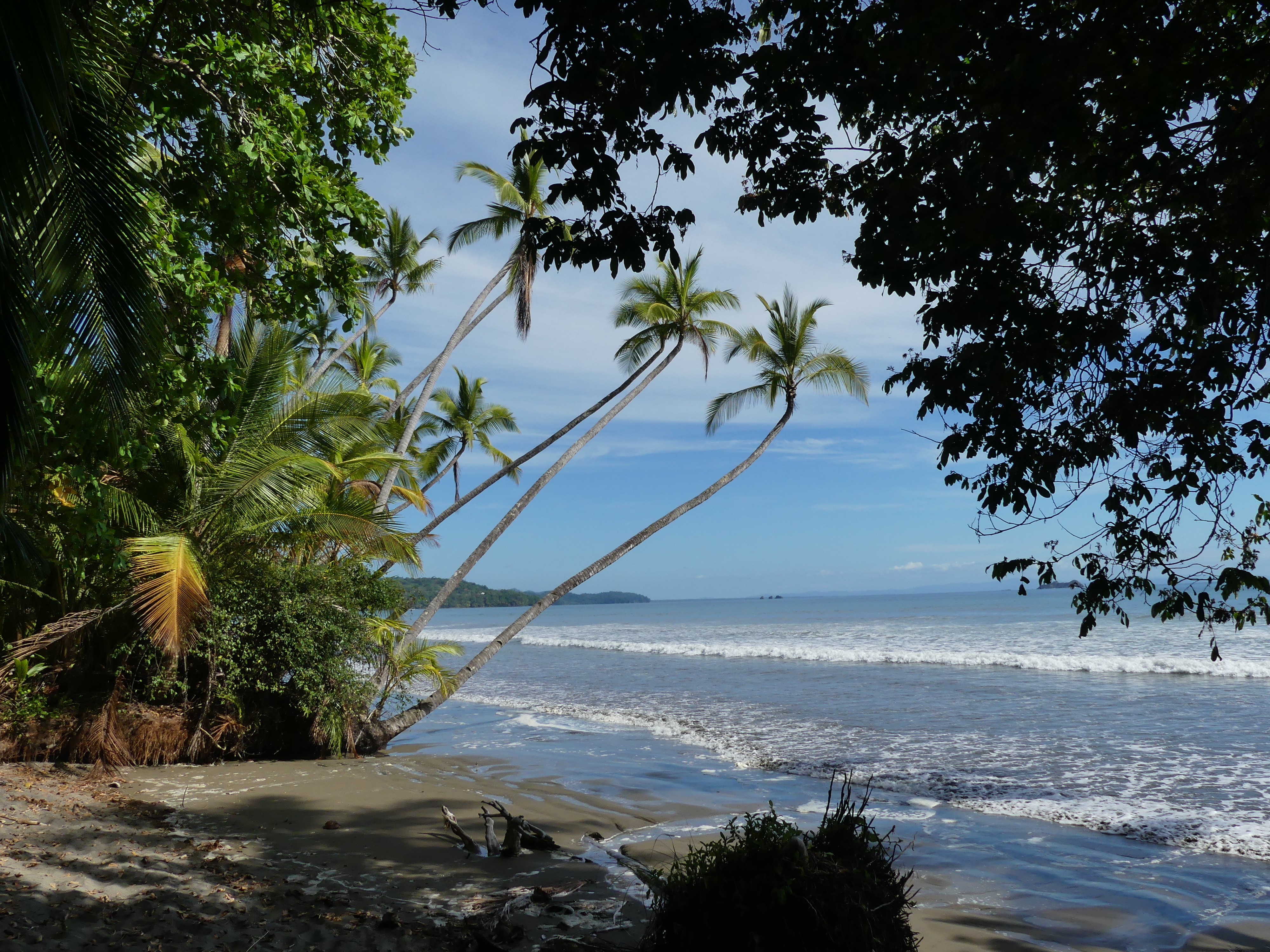 Plage sous les palmiers à Uvita